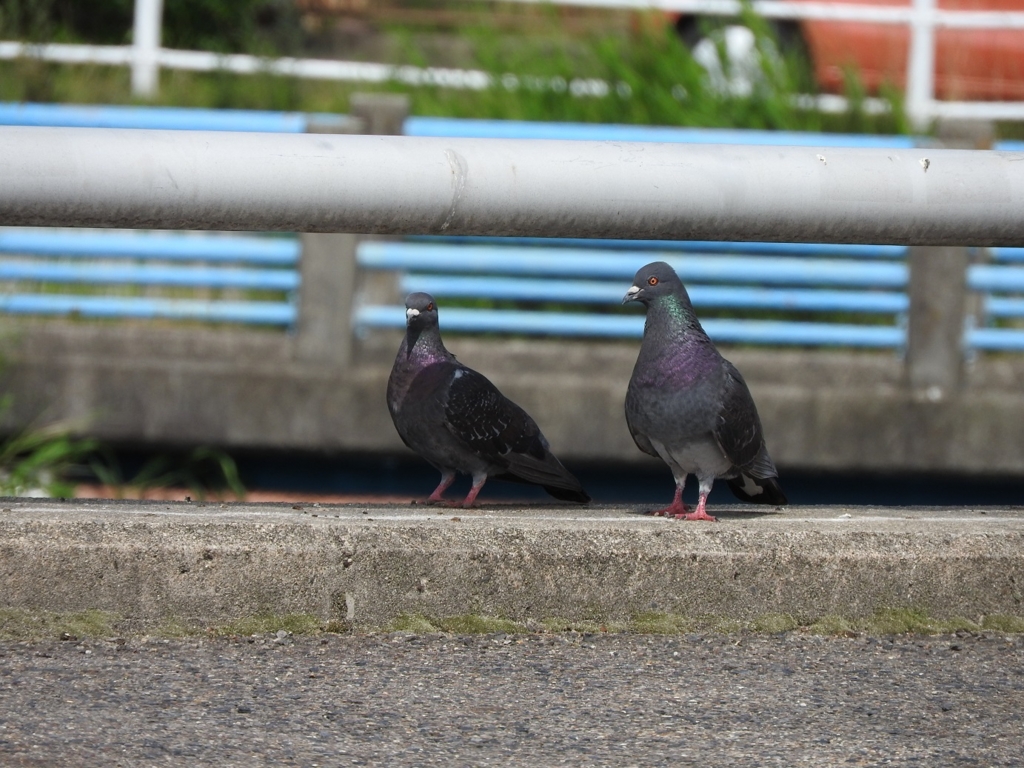 高級コンデジの各社おすすめ